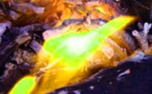 火灾逃生体验记四年级作文