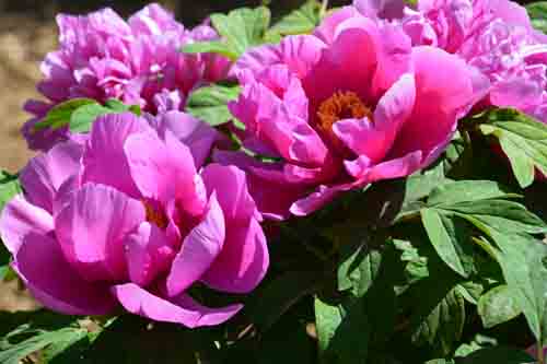 观赏柏乡汉牡丹随记