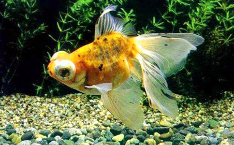 可爱的小金鱼五年级作文范文