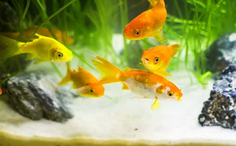 买金鱼四年级作文五篇