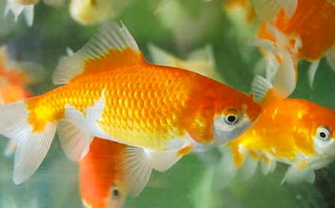 小金鱼六年级作文550字