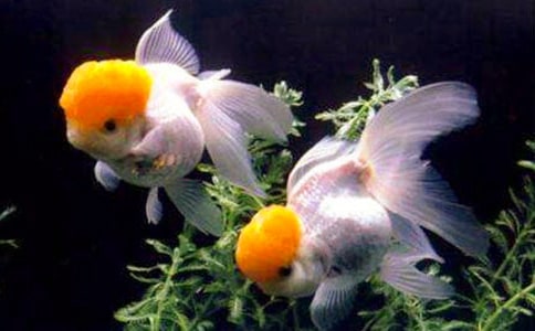 歪尾巴的小金鱼六年级作文