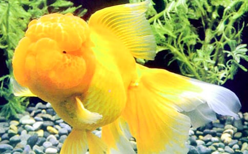 小金鱼三年级作文范文