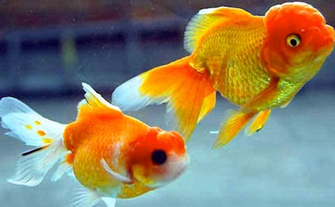 二年级动物作文小金鱼