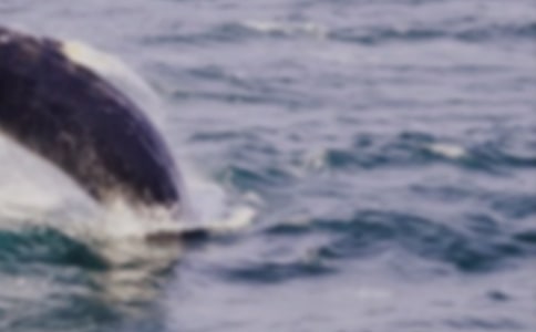 小海螺们和大鲸鱼历险记小学生作文