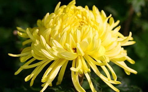 菊花的愿望三年级作文