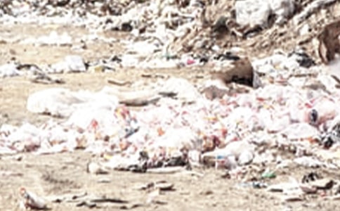 捡垃圾小学作文100字