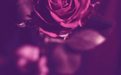 青春不浪漫高二作文