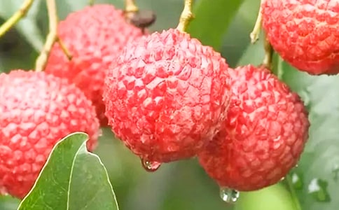 荔枝湾的变化作文