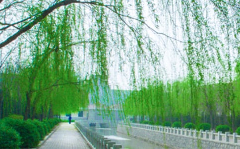 我爱柳树450字作文