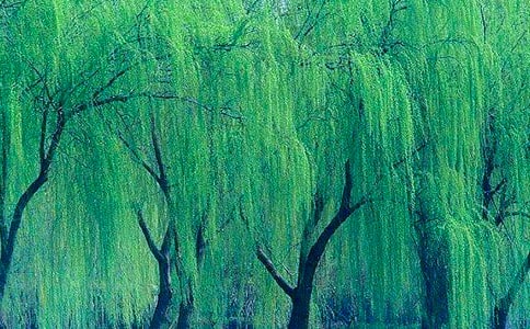 一片柳树叶三年级作文