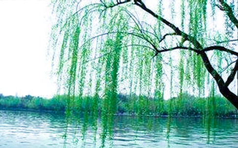 小柳树给小枣树的一封信作文