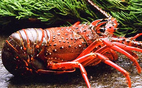 十三香龙虾小学六年级作文