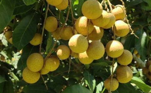 三年级有关龙眼的作文（精选21篇）