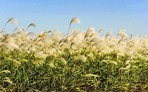 芦苇六年级作文