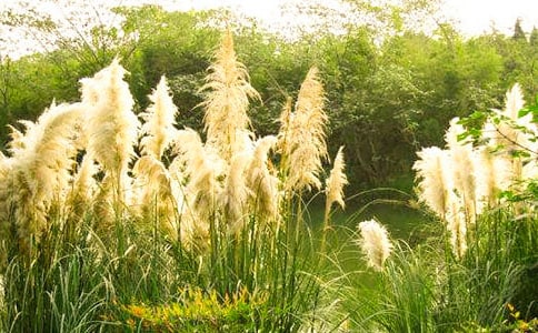 芦苇坡前高一作文