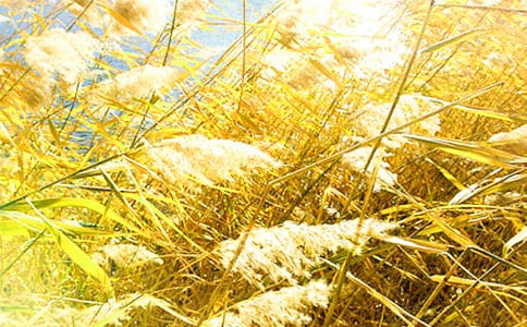 那片芦苇坡高三作文