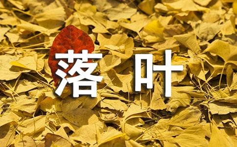落叶飘零小学六年级作文范文