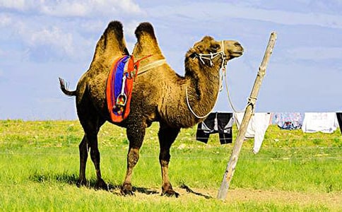 骆驼和羊作文（精选6篇）