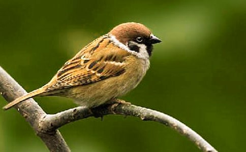 麻雀六年级作文400字