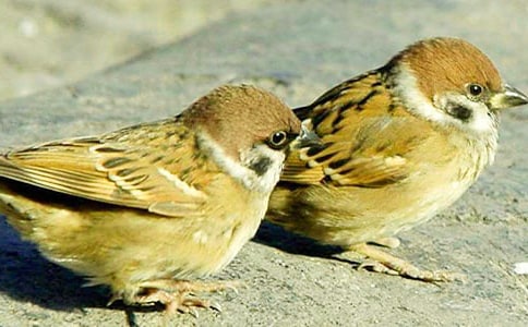 麻雀小学生六年级作文