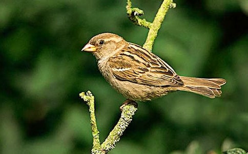 可爱的麻雀五年级作文550字