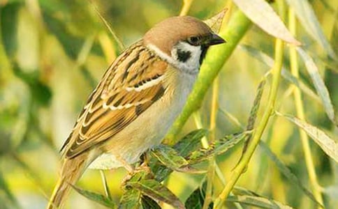 可爱的麻雀小学作文