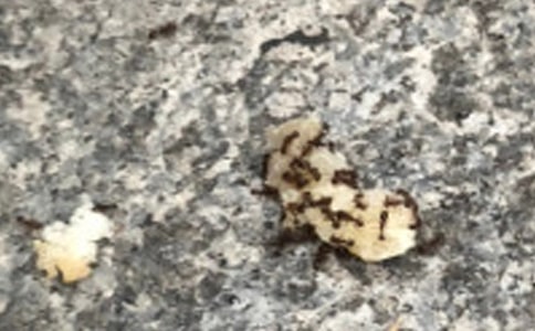 关于蚂蚁的作文三篇