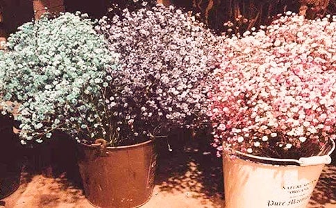 致冬日开放的满天星初二作文550字