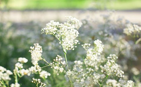 满天星的魅力的初二作文