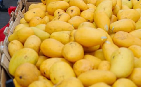 记忆中的芒果树初三作文