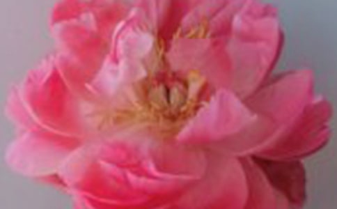 赠人玫瑰手留余香作文范文