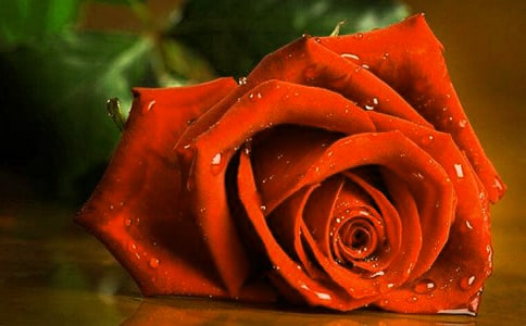 啄木鸟和玫瑰花作文