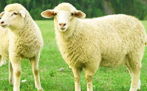 乐于助人的小绵羊700字作文