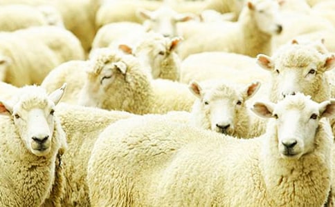 小绵羊的.作文三年级