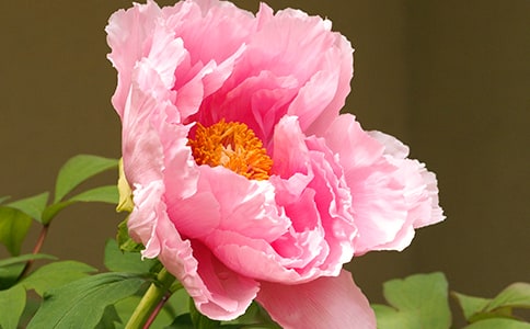 牡丹园观赏牡丹花作文