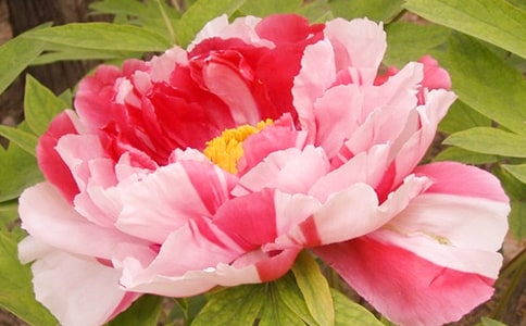 我喜欢牡丹花作文400字