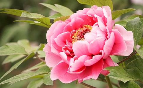 我家的牡丹花三年级作文