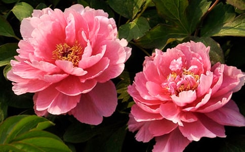 画牡丹画出快乐来作文