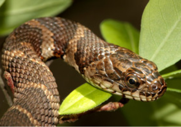 梦到蛇是什么预兆 做梦梦到蛇是什么意思