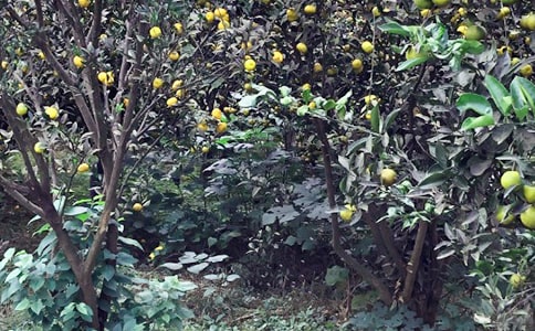 农家乐初一作文