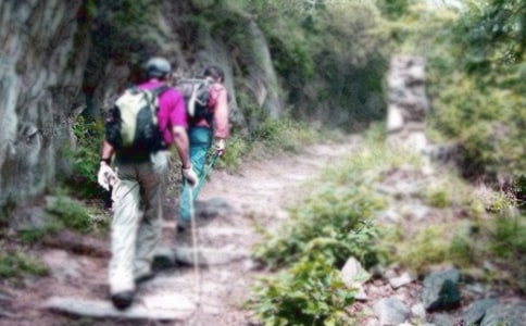 爬山虎的启示优秀四年级作文