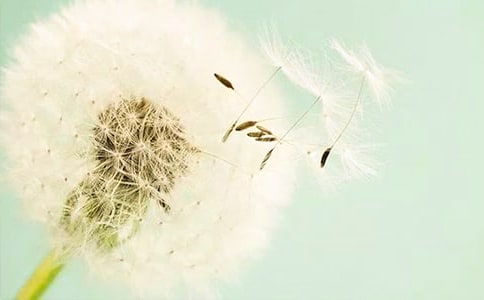 【推荐】蒲公英作文10篇