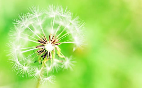 蒲公英的旅行优秀作文1150字