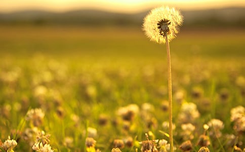 蒲公英的启示作文