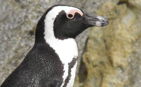 南极的帝企鹅小学优秀作文