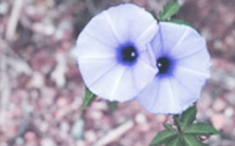 寒风的牵牛花作文450字