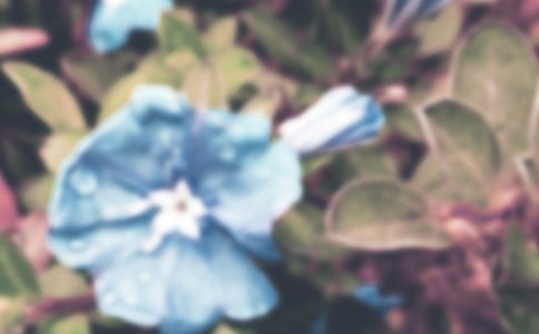 那一朵牵牛花小学作文