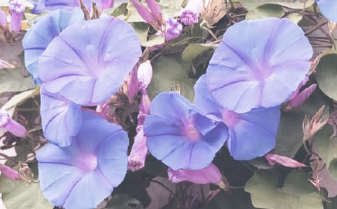 牵牛花五年级优秀作文450字