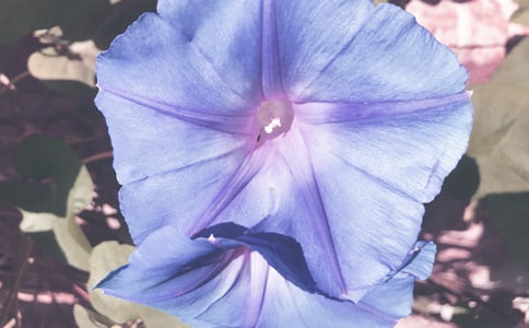 我家的牵牛花优秀作文